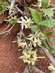 Coptosperma zygoon