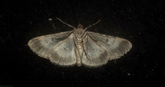 Boarmia suasaria