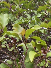 Strophanthus petersianus