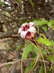 Strophanthus petersianus