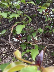 Strophanthus petersianus