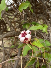 Strophanthus petersianus
