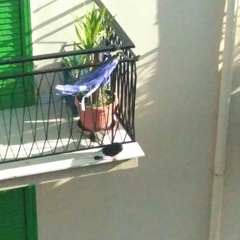 Columba livia domestica