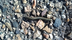 Ommatoiulus lusitanus