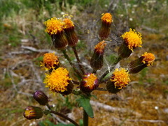 Packera pauciflora