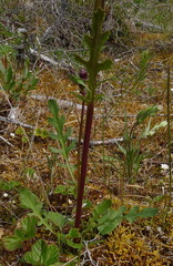 Packera pauciflora