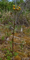 Packera pauciflora