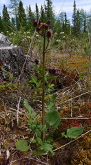 Packera pauciflora