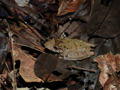 Scinax jolyi