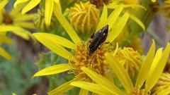 Oedemera barbara