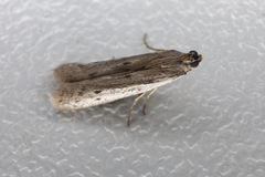 Phycitodes binaevella