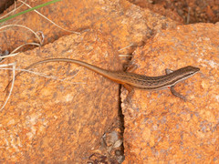 Trachylepis varia