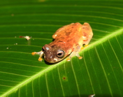 Dendropsophus leali