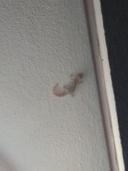 Hemidactylus turcicus