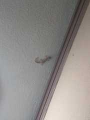 Hemidactylus turcicus