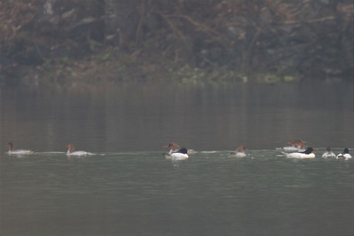 Scaly-sided Merganser