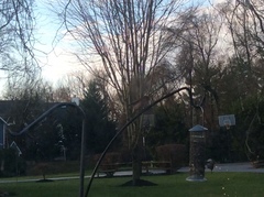 Haemorhous purpureus