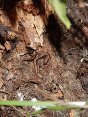 Chiropterotriton dimidiatus