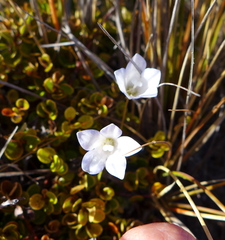 Wahlenbergia pygmaea