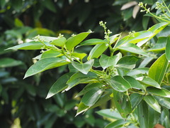 Cinnamomum kotoense