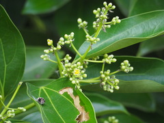 Cinnamomum kotoense