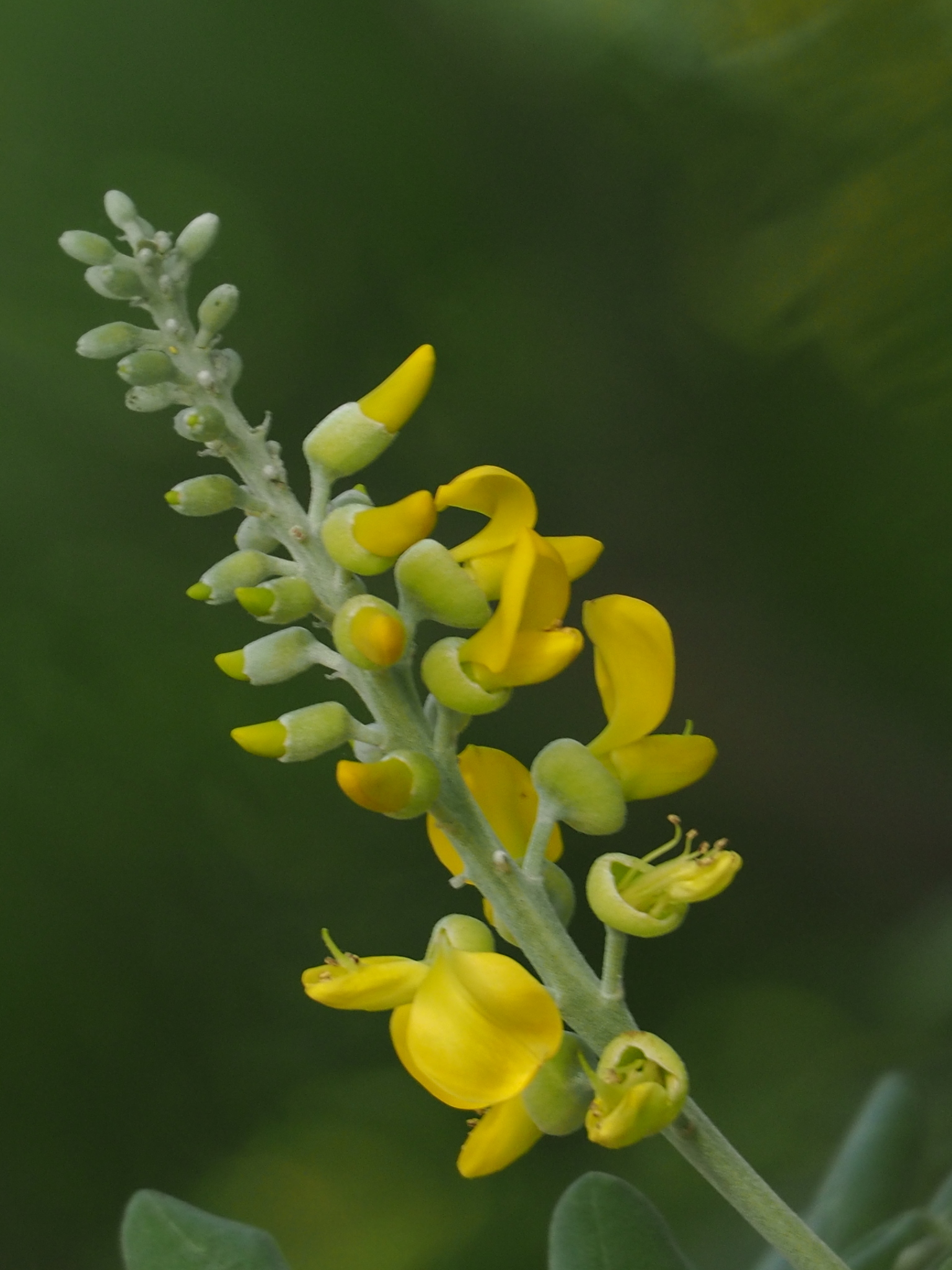 Sophora tomentosa