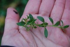 Stellaria graminea