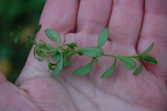 Stellaria graminea