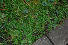 Stellaria graminea