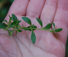 Stellaria graminea