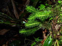 Phlegmariurus dichotomus