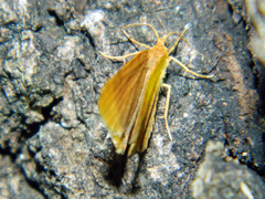 Macaria brunneata