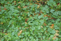 Malva pusilla