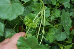 Malva pusilla