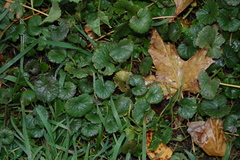 Glechoma hederacea