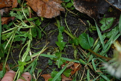 Taraxacum officinale