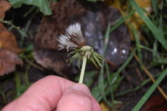 Taraxacum officinale