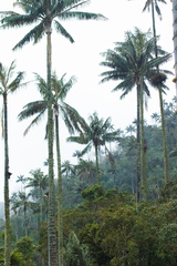 Ceroxylon quindiuense