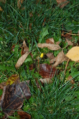 Scorzoneroides autumnalis