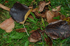 Scorzoneroides autumnalis