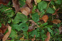 Plantago major