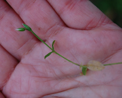 Cerastium holosteoides