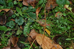 Capsella bursa-pastoris