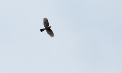 Accipiter striatus ventralis