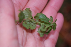Veronica chamaedrys