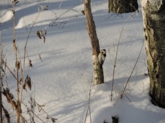 Dryobates minor minor