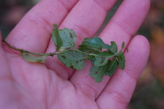 Veronica chamaedrys