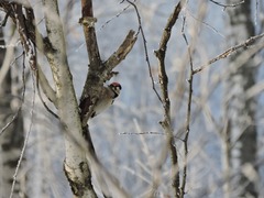 Dryobates minor minor