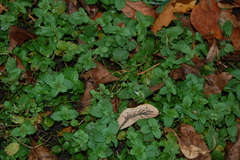 Veronica chamaedrys