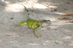 Iguana iguana